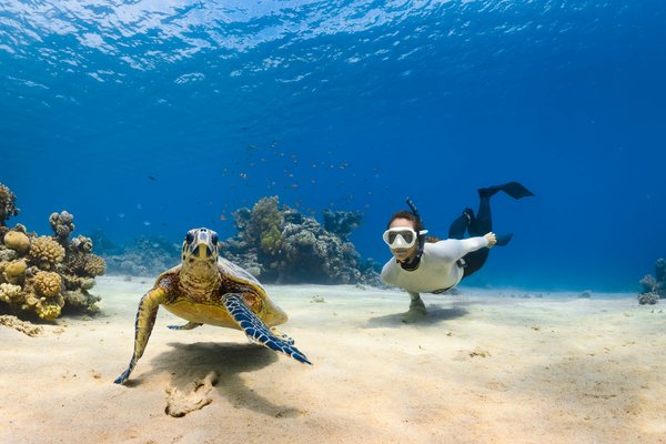 Quels sont les meilleurs spots pour la plongée en apnée avec les tortues luth à Tobago : périodes et conseils ?